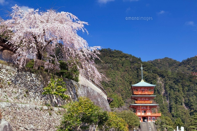 桜と青岸渡寺三重塔
(c)YOSHITSUGU NISHIGAKI/SEBUN PHOTO