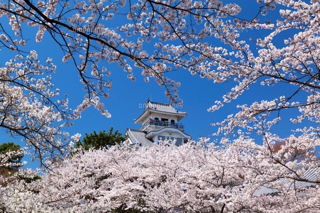 桜と長浜城
(c)YOSHITSUGU NISHIGAKI/SEBUN PHOTO