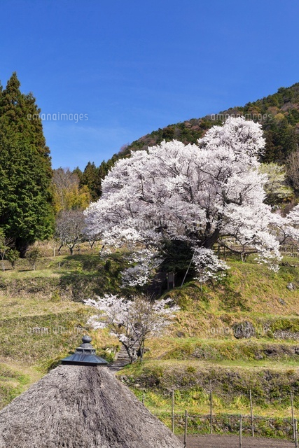 仏隆寺千年桜
(c)YOSHITSUGU NISHIGAKI/SEBUN PHOTO