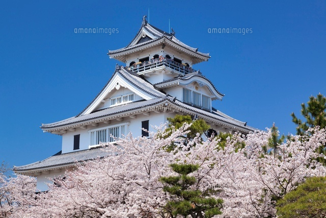 桜と長浜城
(c)YOSHITSUGU NISHIGAKI/SEBUN PHOTO