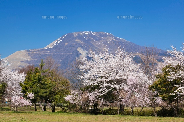 桜と伊吹山
(c)YOSHITSUGU NISHIGAKI/SEBUN PHOTO