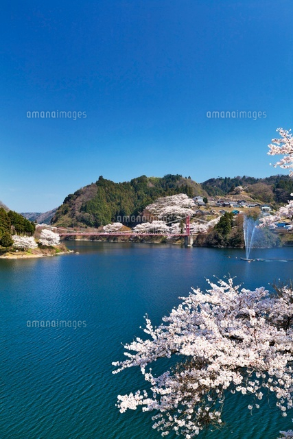 桜と月ケ瀬湖
(c)YOSHITSUGU NISHIGAKI/SEBUN PHOTO