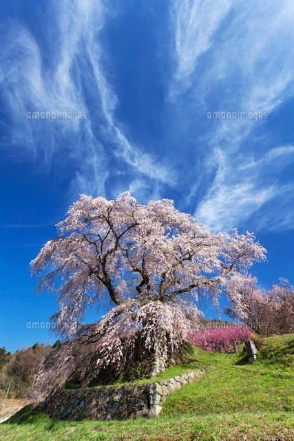 又兵衛桜
(c)YOSHITSUGU NISHIGAKI/SEBUN PHOTO