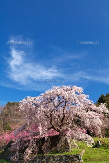 又兵衛桜
(c)YOSHITSUGU NISHIGAKI/SEBUN PHOTO