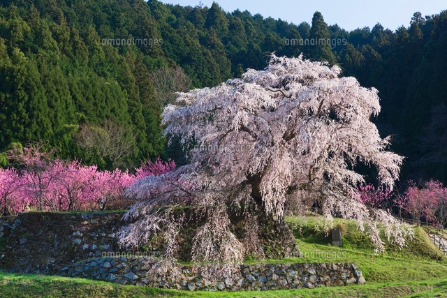 又兵衛桜
(c)YOSHITSUGU NISHIGAKI/SEBUN PHOTO