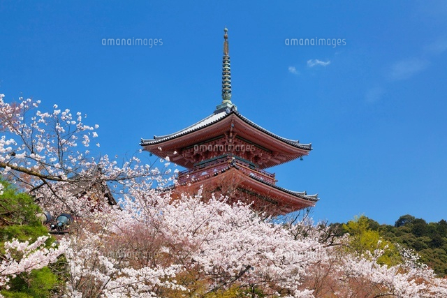 桜と清水寺三重塔
(c)YOSHITSUGU NISHIGAKI/SEBUN PHOTO