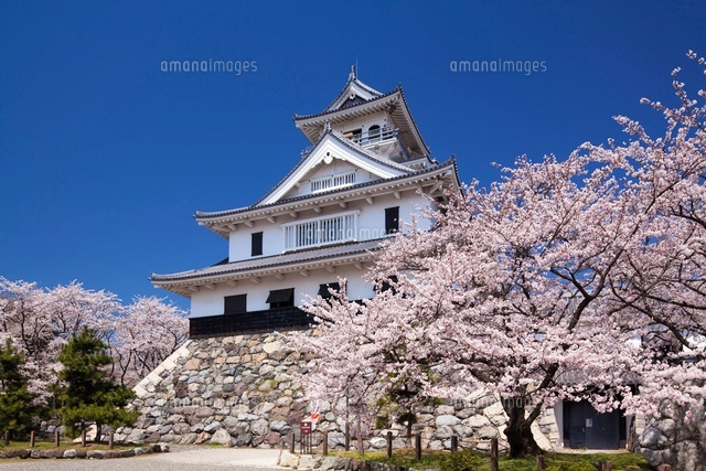 桜と長浜城
(c)YOSHITSUGU NISHIGAKI/SEBUN PHOTO
