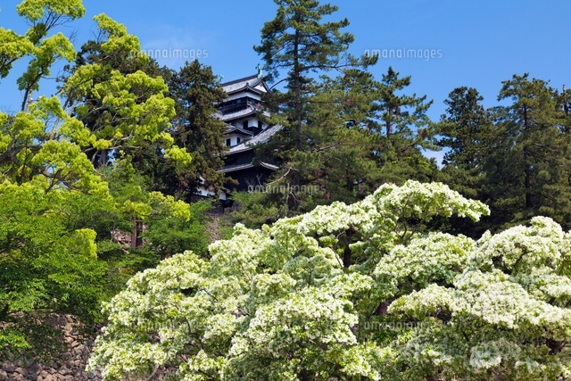 ナンジャモンジャノキと松江城
(c)YOSHITSUGU NISHIGAKI/SEBUN PHOTO