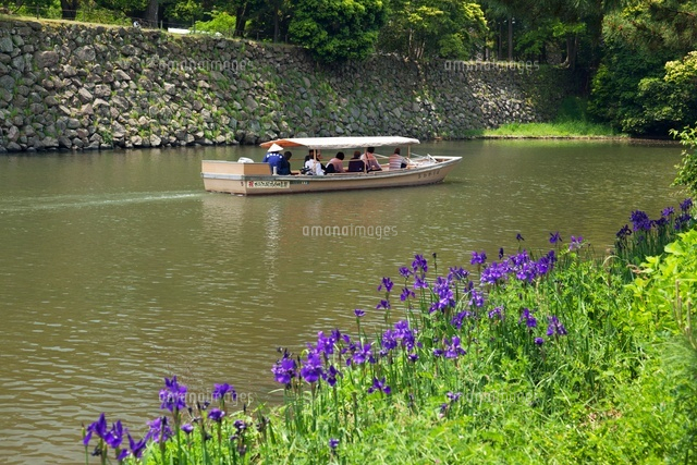 アヤメと堀川遊覧船
(c)YOSHITSUGU NISHIGAKI/SEBUN PHOTO