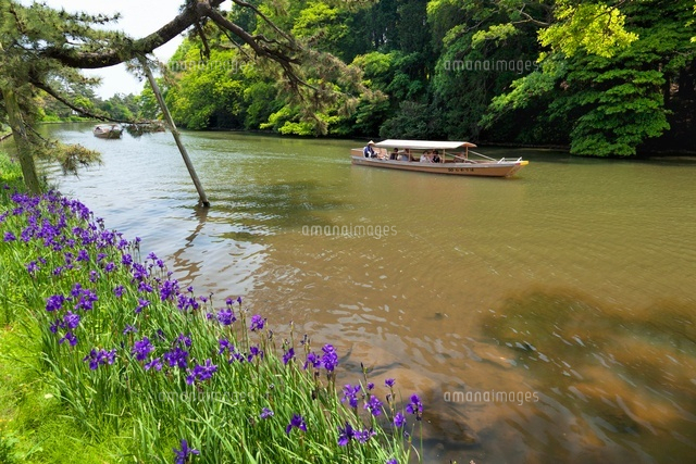 アヤメと堀川遊覧船
(c)YOSHITSUGU NISHIGAKI/SEBUN PHOTO