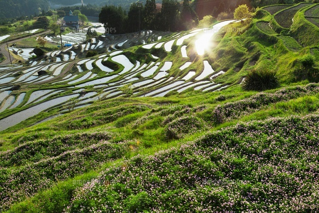 レンゲと丸山千枚田
(c)YOSHITSUGU NISHIGAKI/SEBUN PHOTO
