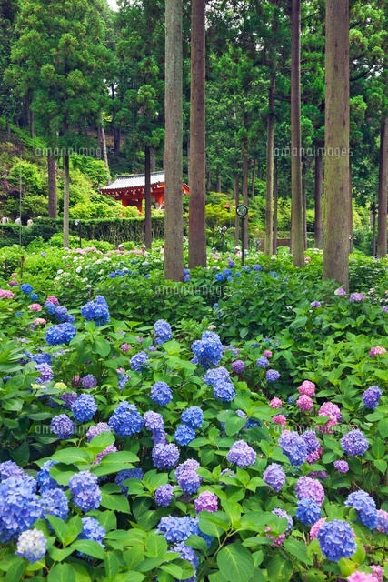 アジサイ咲く三室戸寺
(c)YOSHITSUGU NISHIGAKI/SEBUN PHOTO