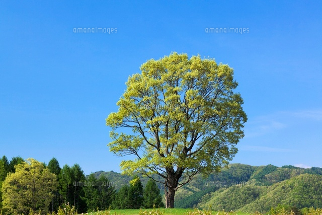 新緑のコナラの木と開田高原
(c)YOSHITSUGU NISHIGAKI/SEBUN PHOTO