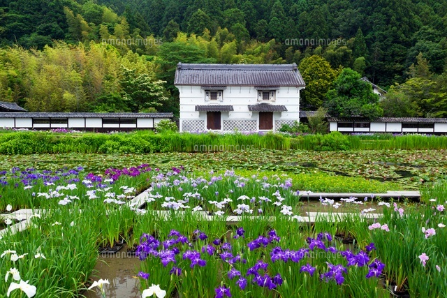 加茂花菖蒲園
(c)YOSHITSUGU NISHIGAKI/SEBUN PHOTO
