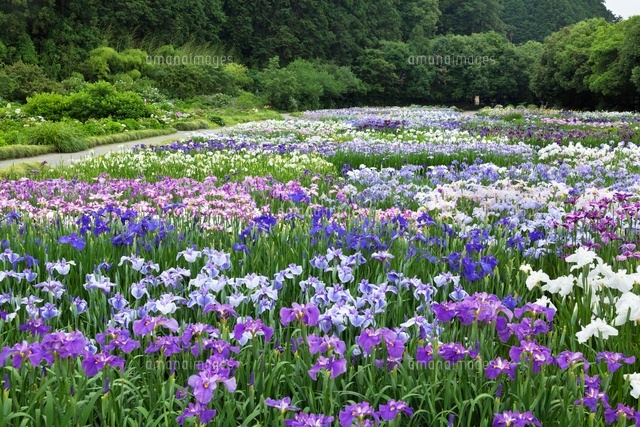 加茂花菖蒲園
(c)YOSHITSUGU NISHIGAKI/SEBUN PHOTO