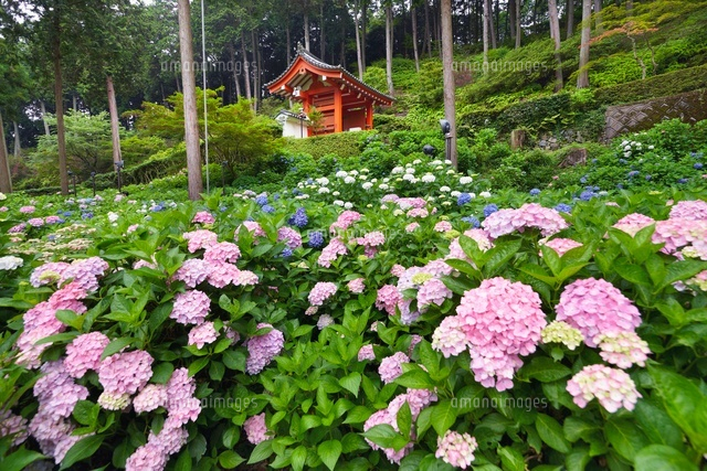 アジサイ咲く三室戸寺
(c)YOSHITSUGU NISHIGAKI/SEBUN PHOTO