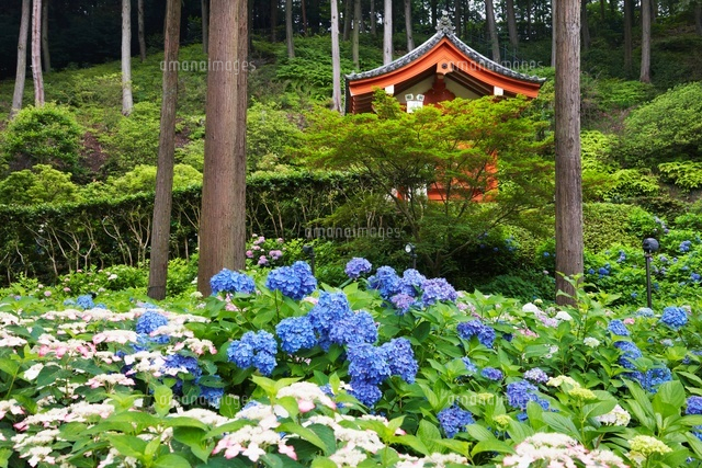 アジサイ咲く三室戸寺
(c)YOSHITSUGU NISHIGAKI/SEBUN PHOTO