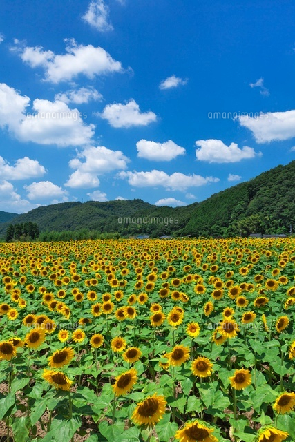 南光ヒマワリ畑
(c)YOSHITSUGU NISHIGAKI/SEBUN PHOTO