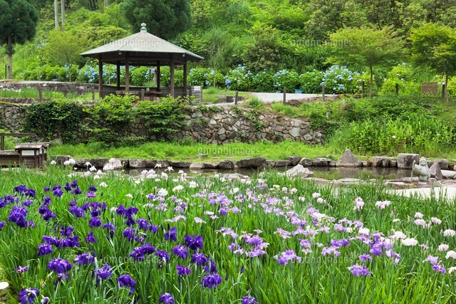 播州山崎花菖蒲園
(c)YOSHITSUGU NISHIGAKI/SEBUN PHOTO