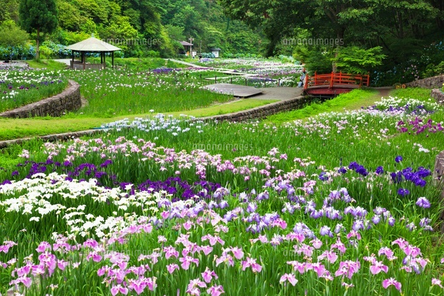 播州山崎花菖蒲園
(c)YOSHITSUGU NISHIGAKI/SEBUN PHOTO