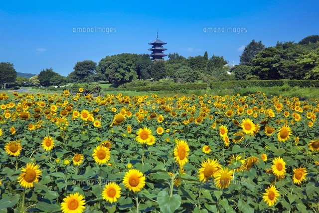 ヒマワリと備中国分寺
(c)YOSHITSUGU NISHIGAKI/SEBUN PHOTO