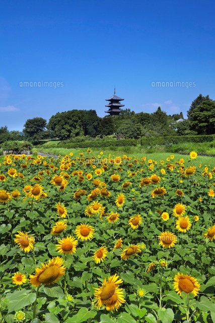 ヒマワリと備中国分寺
(c)YOSHITSUGU NISHIGAKI/SEBUN PHOTO