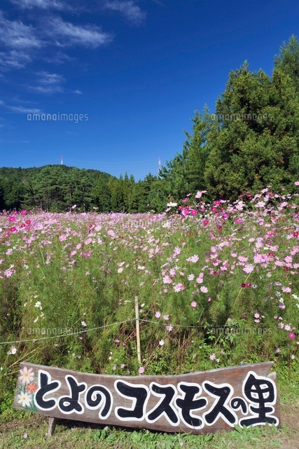 とよのコスモスの里
(c)YOSHITSUGU NISHIGAKI/SEBUN PHOTO