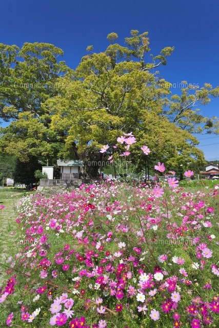 コスモスと野間の大ケヤキ
(c)YOSHITSUGU NISHIGAKI/SEBUN PHOTO