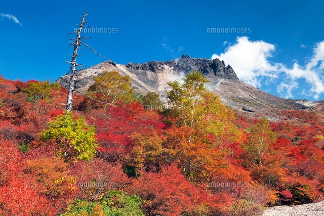 秋の姥ヶ平より茶臼岳
(c)YOSHITSUGU NISHIGAKI/SEBUN PHOTO