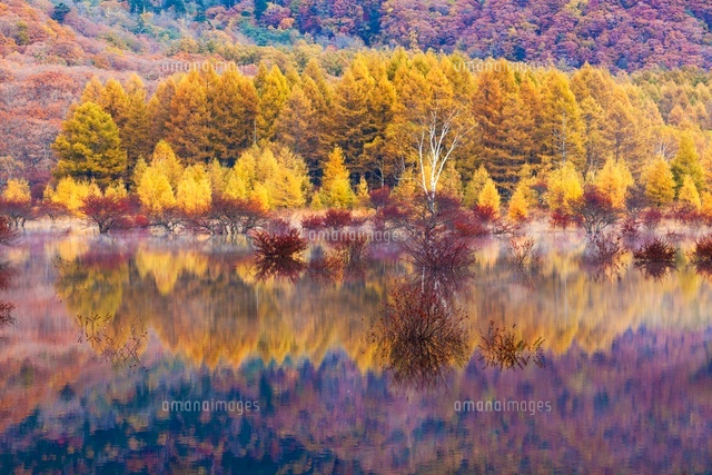 紅葉の小田代原
(c)YOSHITSUGU NISHIGAKI/SEBUN PHOTO