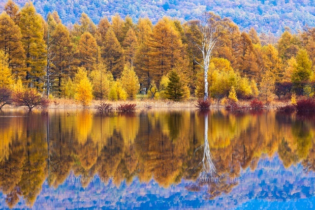 紅葉の小田代原
(c)YOSHITSUGU NISHIGAKI/SEBUN PHOTO