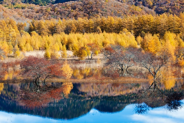 紅葉の小田代原
(c)YOSHITSUGU NISHIGAKI/SEBUN PHOTO