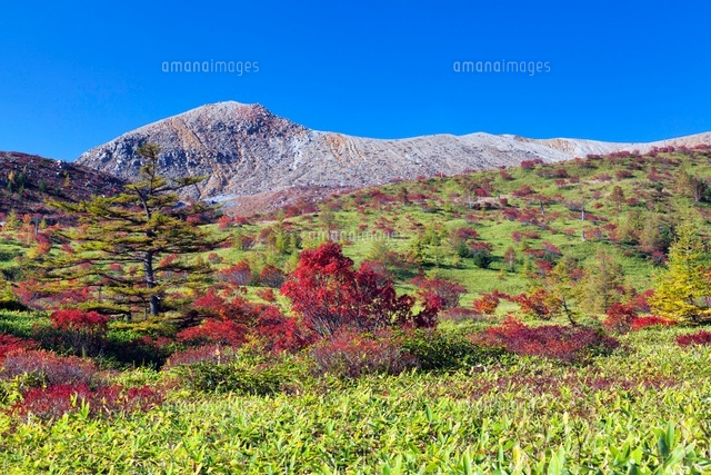 紅葉と白根山
(c)YOSHITSUGU NISHIGAKI/SEBUN PHOTO