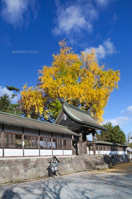 秋の阿蘇神社
(c)YOSHITSUGU NISHIGAKI/SEBUN PHOTO