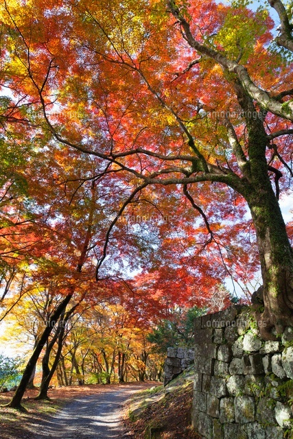 秋の岡城跡
(c)YOSHITSUGU NISHIGAKI/SEBUN PHOTO