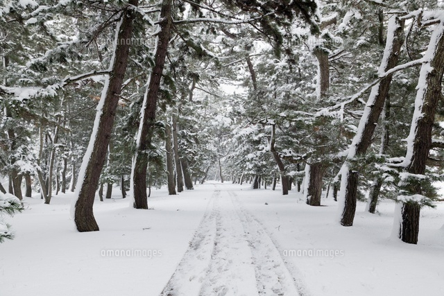 雪の天橋立の松並木
(c)YOSHITSUGU NISHIGAKI/SEBUN PHOTO