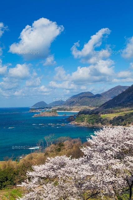 桜咲く丹後松島
(c)YOSHITSUGU NISHIGAKI/SEBUN PHOTO