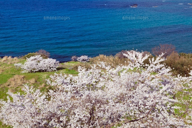 桜咲く丹後松島
(c)YOSHITSUGU NISHIGAKI/SEBUN PHOTO