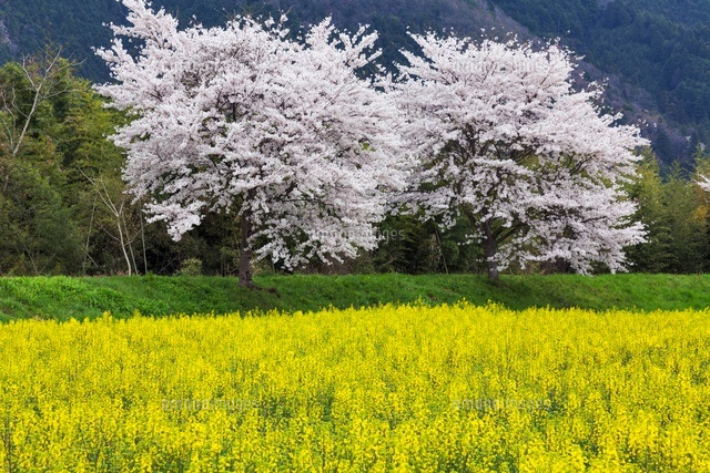 菜の花と桜
(c)YOSHITSUGU NISHIGAKI/SEBUN PHOTO