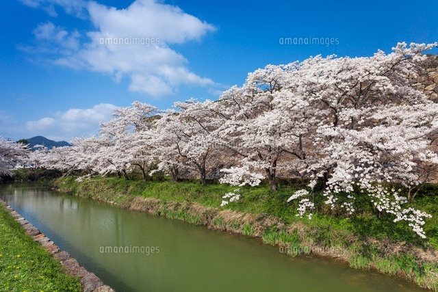 桜咲く篠山城跡
(c)YOSHITSUGU NISHIGAKI/SEBUN PHOTO