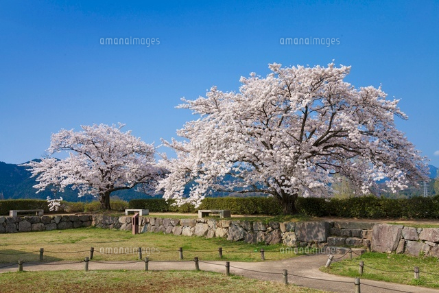 桜咲く篠山城跡
(c)YOSHITSUGU NISHIGAKI/SEBUN PHOTO