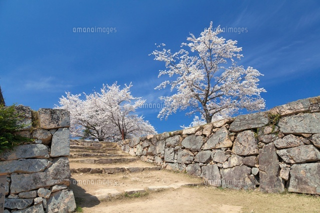 桜咲く竹田城跡
(c)YOSHITSUGU NISHIGAKI/SEBUN PHOTO
