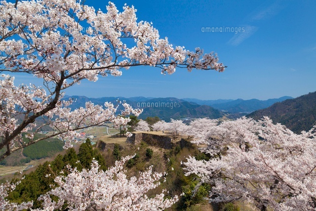 桜咲く竹田城跡
(c)YOSHITSUGU NISHIGAKI/SEBUN PHOTO
