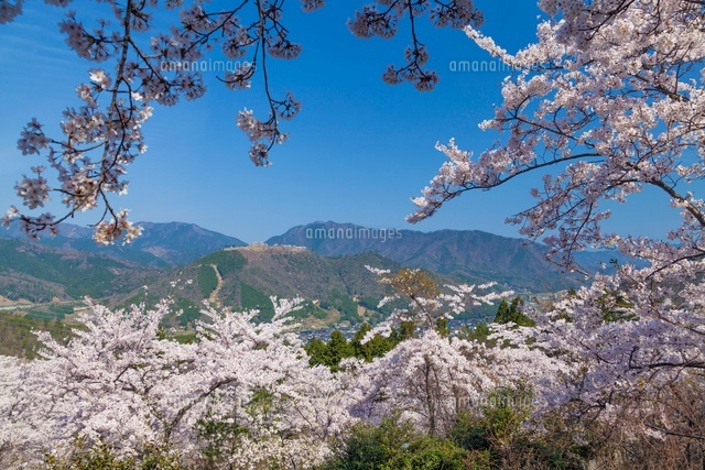 桜咲く立雲峡より竹田城跡
(c)YOSHITSUGU NISHIGAKI/SEBUN PHOTO