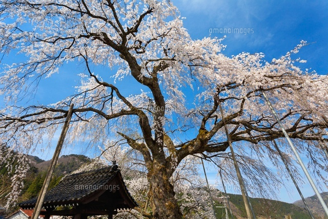泰雲寺のしだれ桜
(c)YOSHITSUGU NISHIGAKI/SEBUN PHOTO