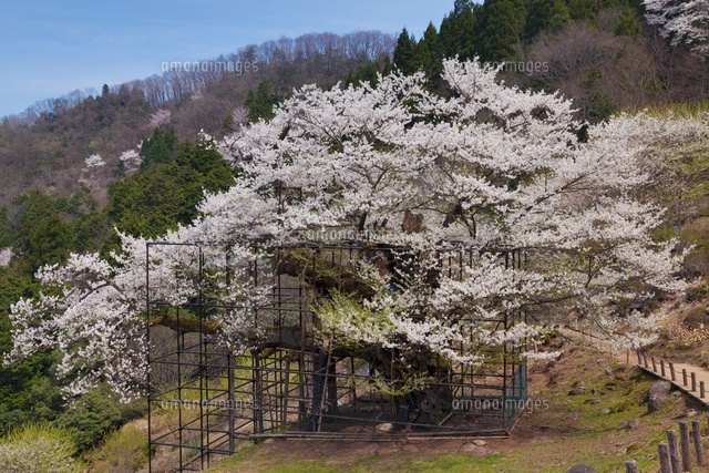 樽見の大桜
(c)YOSHITSUGU NISHIGAKI/SEBUN PHOTO