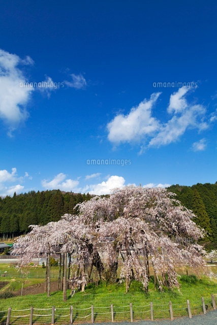 畑のしだれ桜
(c)YOSHITSUGU NISHIGAKI/SEBUN PHOTO