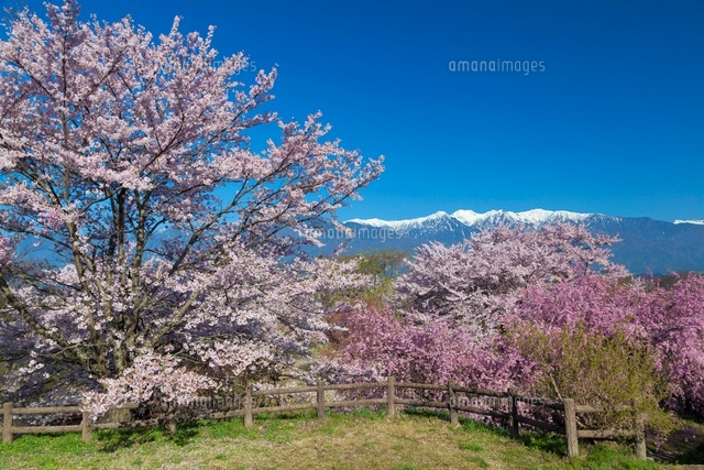 桜咲く大草城址公園より中央アルプス
(c)YOSHITSUGU NISHIGAKI/SEBUN PHOTO