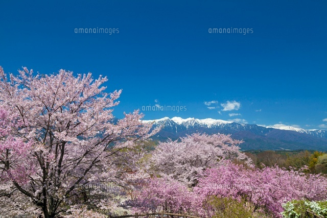 桜咲く大草城址公園より中央アルプス
(c)YOSHITSUGU NISHIGAKI/SEBUN PHOTO