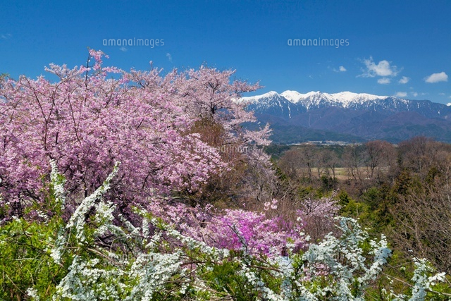 桜咲く大草城址公園より中央アルプス
(c)YOSHITSUGU NISHIGAKI/SEBUN PHOTO